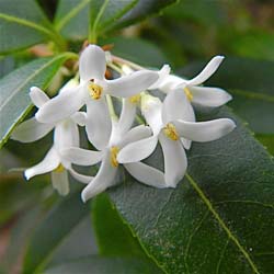 Osmanthe de Burkwood / Osmanthus x Burkwoodii